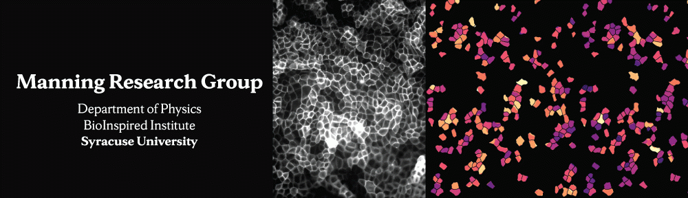 Manning Research Group banner: epithelial cell imaging and Voronoi model