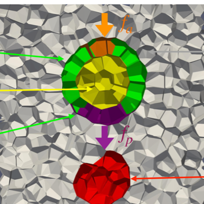 Simulation of Kupffer's vesicle showing anterior (f_a) and posterior (f_p) drag forces on cells during organogenesis